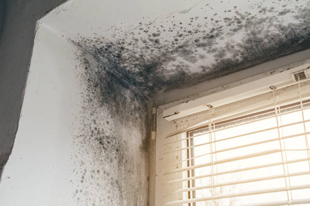 Affordable Mold Cleanup solutions in Munson, PA